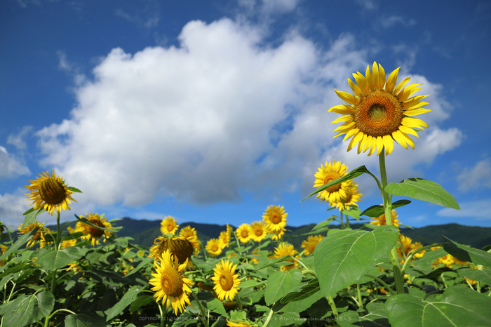 キヤノン Canon EOS 6D MarkII を使ってみました / Canon EF24 キヤノン Canon EOS 6D MarkII を使ってみました / Canon EF24